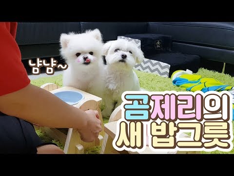 강아지에게 새로운 밥그릇을 선물해줬어요!