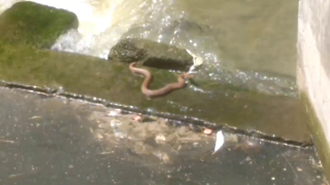 Snake eating fish caught on Camera YouTube