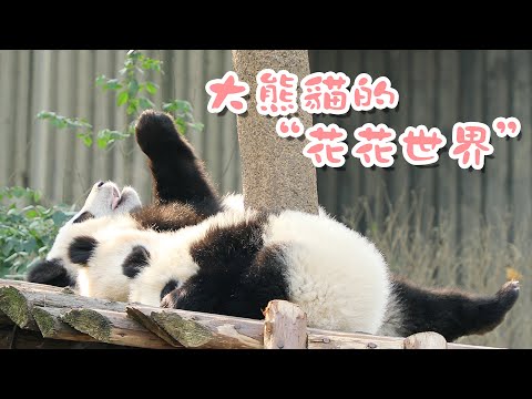《熊貓主題趴》大熊貓的“花花世界” 春季篇 | iPanda熊貓頻道