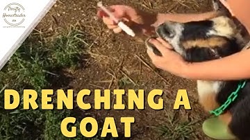 Drenching a Goat
