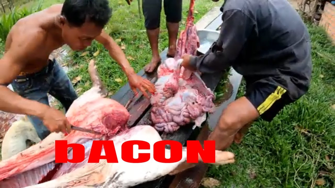 Bacon - Nipe Adventure - EP 90