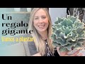 👩🏼‍🌾 Me regalaron una Echeveria ruffleada grandota!