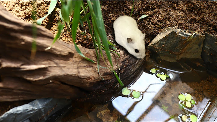 ep.8) Making a Pond in True Naturalistic Hamster TERRARIUM Cage (no wood bedding)