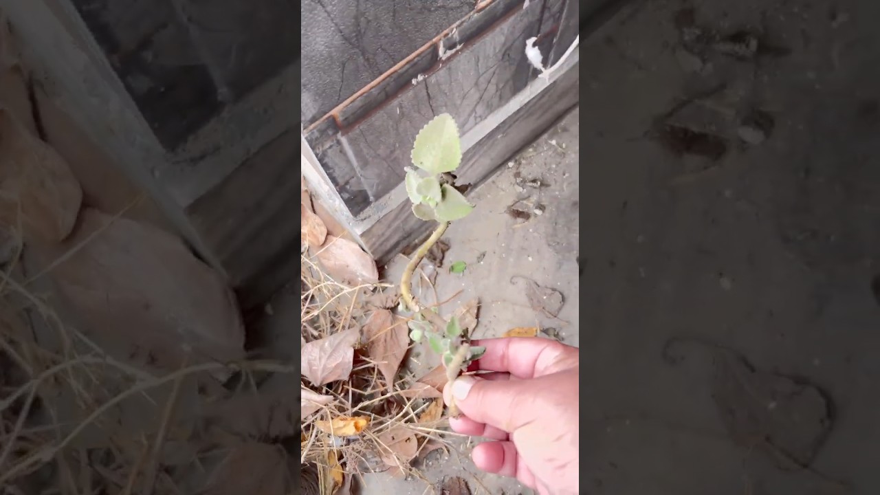 तबियत ख़राब होने के बाद भी इतनी सर्दी में गार्डन में काम करना पड़ा और coriander 🌿 harvesting/