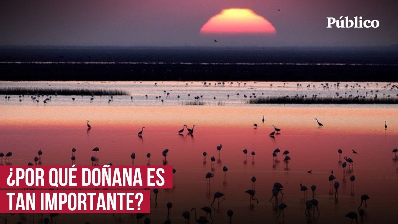 ¿Por qué es tan importante Doñana? Cuatro razones clave para protegerla