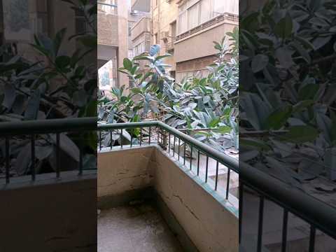 شقة تمليك ٧٠م غرفتين ورسيبشن وحمام ومطبخ ش فريد سميكة قرب الكلية الحربية ارضي مرتفع جانبية مليون ونص