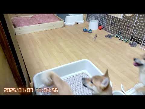 柴犬なつ!子育て生配信【生後120日】なつファミリー!柴フェス2025申込完了!!