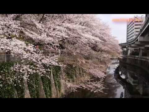 桜流れ行く花びら神田川江戸川公園 Youtube