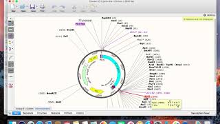 SnapGene Tutorial Part 5: Ligation to a TA cloning vector and digestion with restriction enzymes. SnapGene Tutorial Part 5: Ligation to a TA cloning vector and digestion with restriction enzymes.