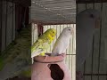 Birds Party 🥳 #birds #trending #minivlog #pets