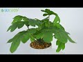 Artificial Plants With White Linear Pot | SN-4