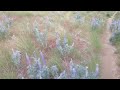 Beautiful wild flowers and storm!!