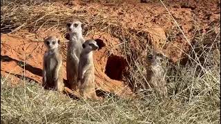 Africas Ground Squirrel