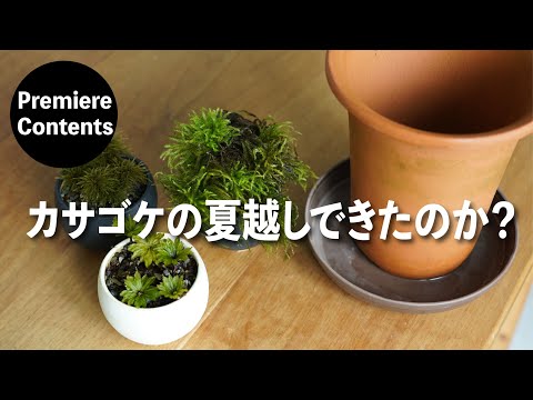 夏越しはできたのか？！カサゴケの苔盆栽【道草コケ俱楽部 限定版】