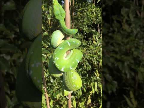 Green Tree Pythons Climbing Up Some Bamboo In The Yard