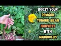 Boost your dragon tongue bean harvest with marigolds gardening marigold beans organicgardening