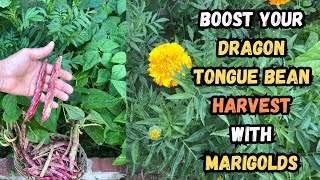Boost Your Dragon Tongue Bean Harvest with Marigolds🌺 #gardening #marigold #beans #organicgardening