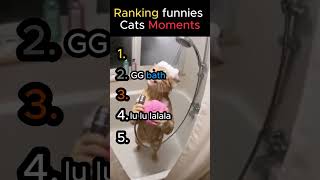 Ranking funnies Cats Moments