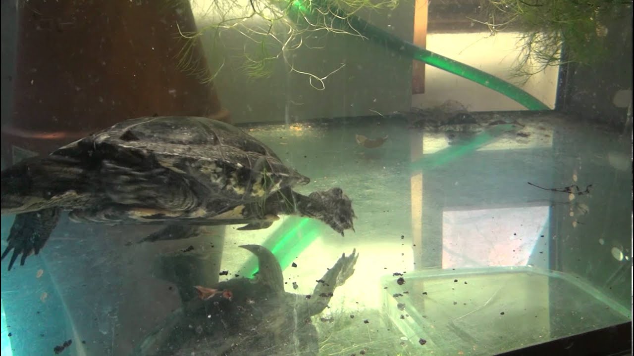 Red eared slider turtle eating worms YouTube