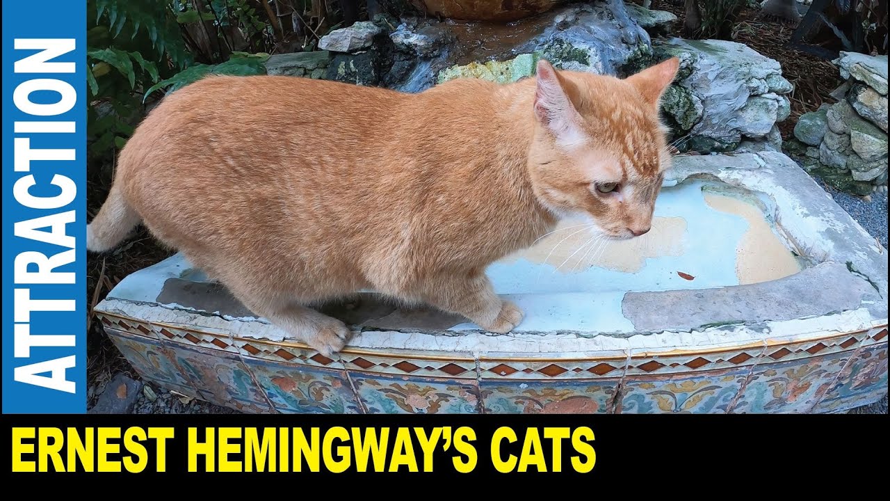 Cats living in famous Ernest Hemingway house friendly animal petting