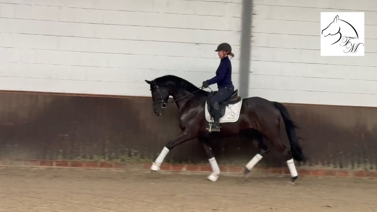 FOR SALE, Oldenburger Wallach *2022 v. Ivanhoe x Christ, 167 cm.