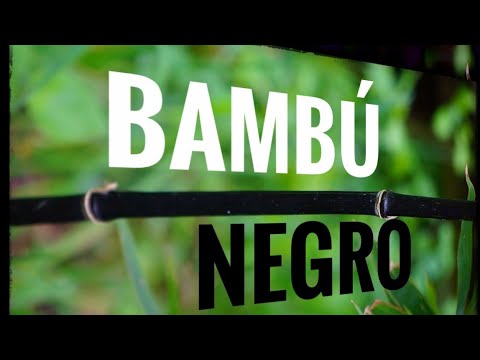 Video: Plantas de bambú negro: cómo cuidar el bambú negro en los jardines