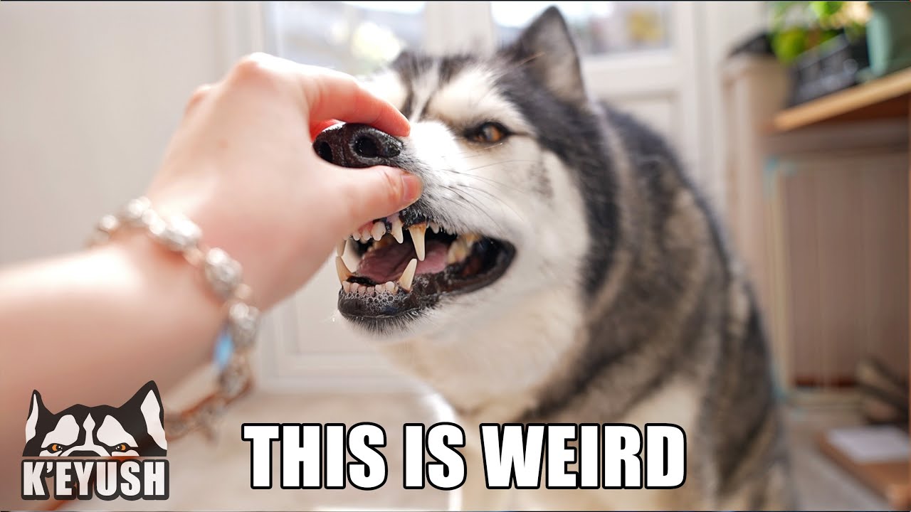 Taking My Dog’s Nose! He Tries To Take it Back!