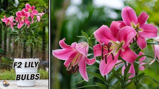 How To Plant Lily From Cheap F2 Bulbs How To Grow Lilies In Pot