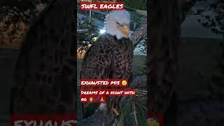SLEEP WELL, EAGLE FAMILY          🐥🦅🐥 3/20/23 #eagle #animals #wildlife #explore