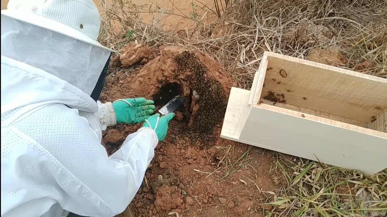 resgate de abelhas próximo a estrada Paso a Paso para iniciantes parte 2 final beekeeping