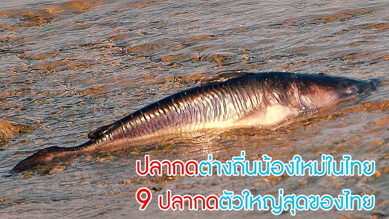 ปลากดต่างถิ่นน้องใหม่ในไทย กับ 9 ปลากดไทยตัวใหญ่ที่สุด