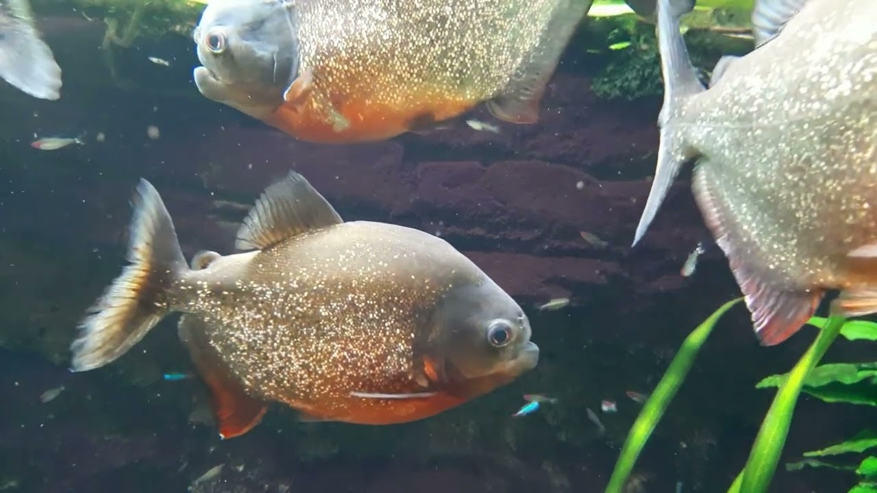 Relaxing Peaceful Waterscapes – Music for Inner Calm