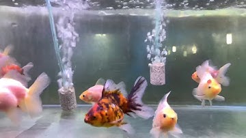 Oranda mini, ryukin mini, red cap oranda
