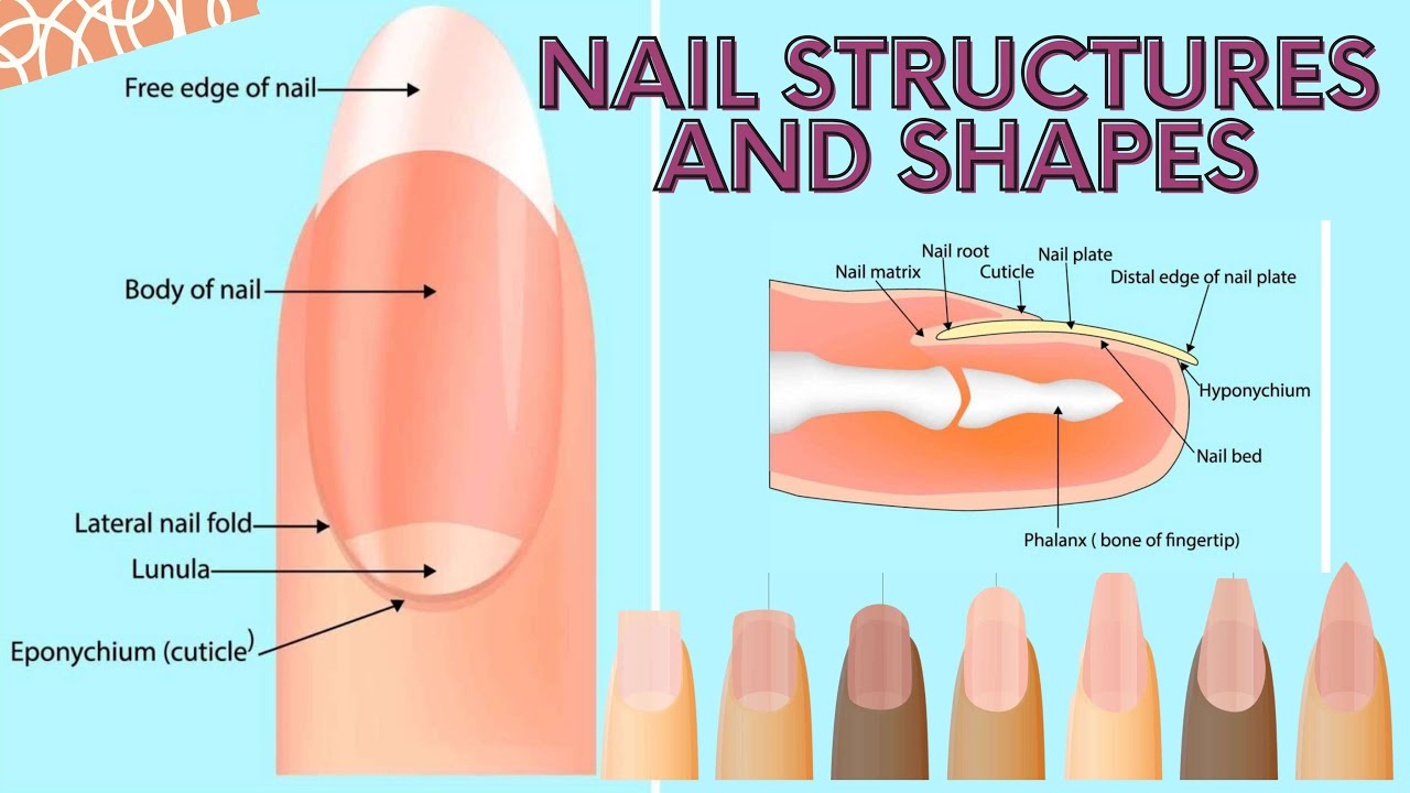 Parts of the Nail: Structure and How They Grow