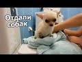 VLOG: Пришлось отдать собак / Как найти друзей