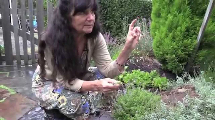 Rosemary Gladstar's Garden Wisdoms: Sage and Thyme