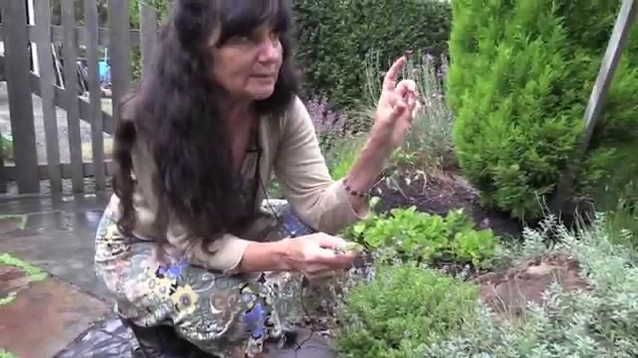 Rosemary Gladstar's Garden Wisdoms Sage and Thyme YouTube