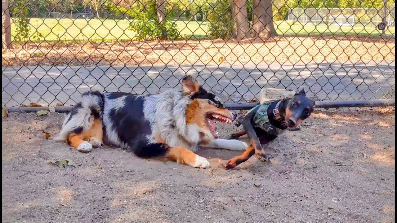 Manchester Terrier and Australian Shepherd playing!  