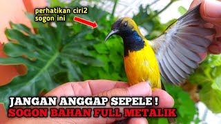 Jarang yang tau‼️ inilah ciri2 Sogon full metalik yang Bagus dan gampang gacor