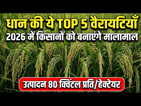 ✅ धान की यें 5 टॉप वैरायटी जो किसानों को बनाएंगी मालामाल उत्पादन 80 क्विंटल प्रति/हेक्टेयर || Dhan🌾 