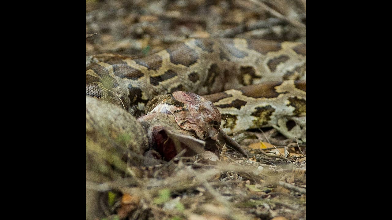 Rabbit vs Python- Struggle for life and death in Sri Lanka - YouTube