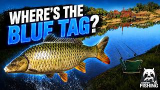 No Blue Tag Compilation | Wild Carp Trophy RF4