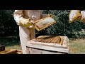 Pest Secure Sydney | Bee Removal