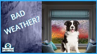 Indoor dog training games for bad weather days screenshot 3