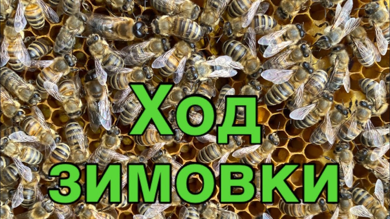 Очищаем точок от снега!!! Ход зимовки!!!