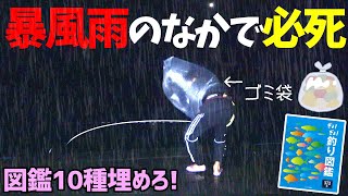 【波乱】悪天候な港でも釣らなきゃイカン！図鑑新種10匹埋めろ！【釣り図鑑遠征in与那国島#2】