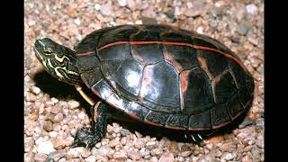 Top 5 beginner turtle's