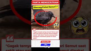 Dokter Alami Gagak Kalo Lagi Sakit! #shorts #gagak #faktahewan #nature #simbiosis #burung #viral