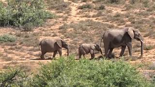 ADDO ELEPHANT PARK - elephants
