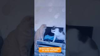 Топ кото-подстав. Это лапа сама, я вообще не при делах